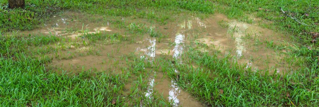 Puddle of water across green lawn.