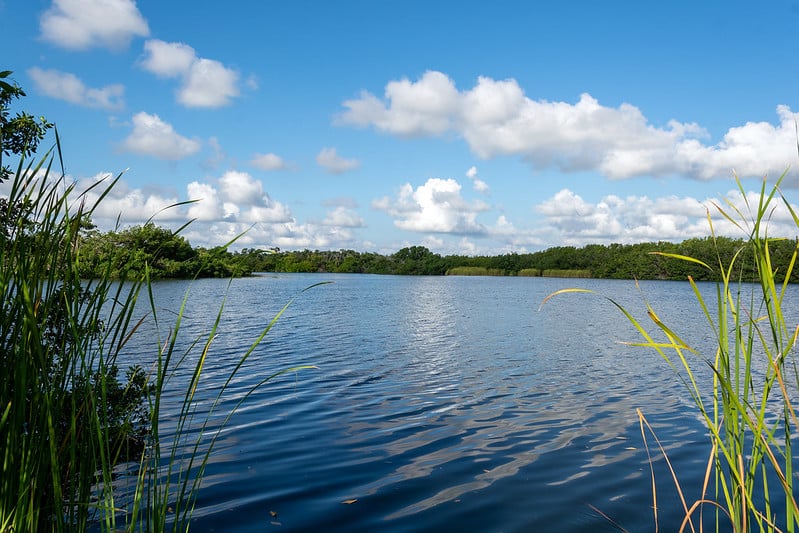 Photo of Florida everglades blue rippling water, bright sky blue with clouds, and green trees and plants on the horizon.